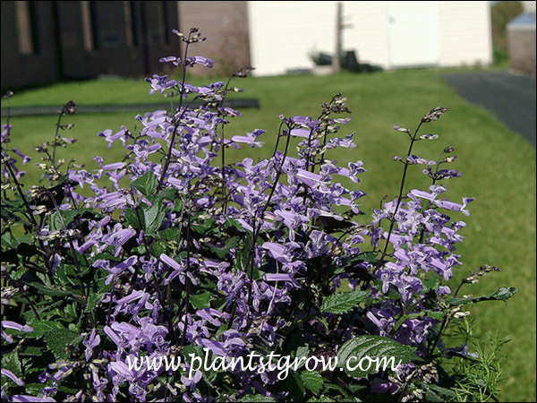 Mona Lavender Swedish Ivy (Plectranthus)